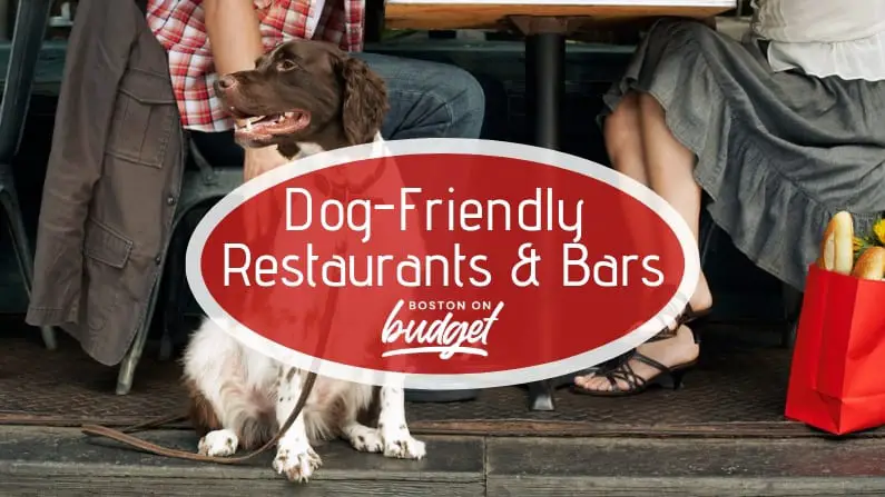 dog friendly bars restaurants in boston