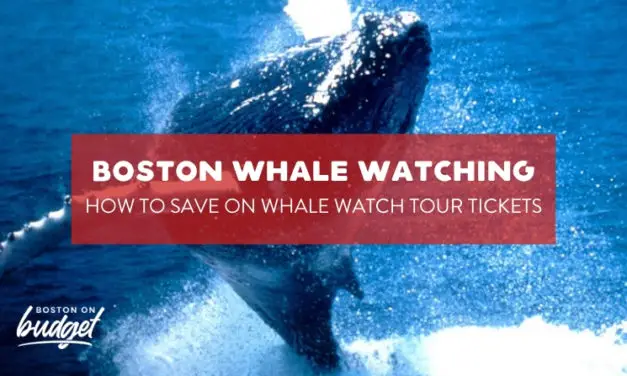 Whale Watching Discounts in Boston