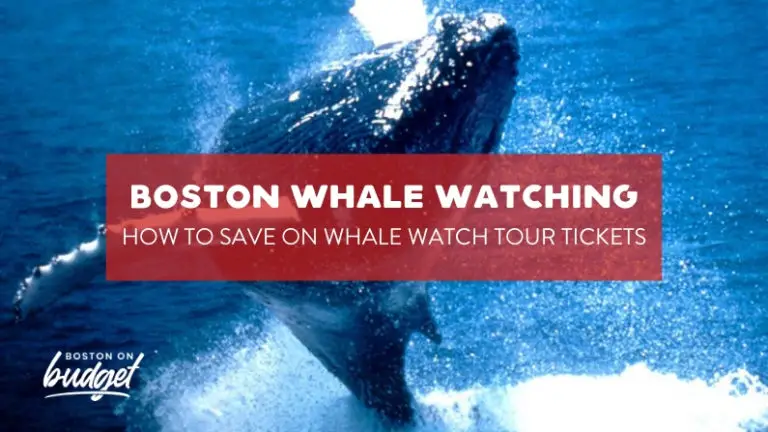 boston whale watching