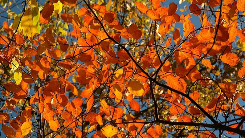 Boston Fall Foliage And Leaf Peeping Guide 2021: Best Dates, Spots in New England