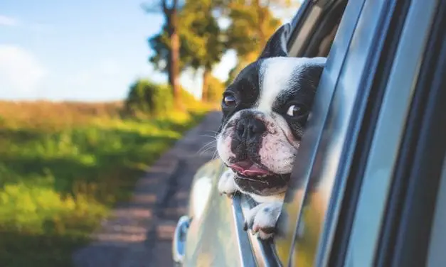 You Can Now Uber with Your Pet in Boston