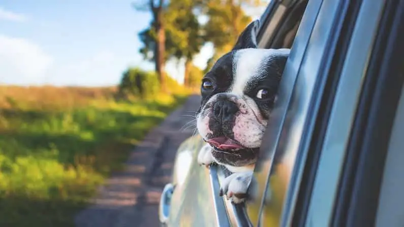You Can Now Uber with Your Pet in Boston