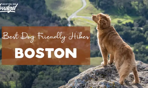 10 Dog Friendly Hiking Trails in Boston – Best Places To Hike With Pets