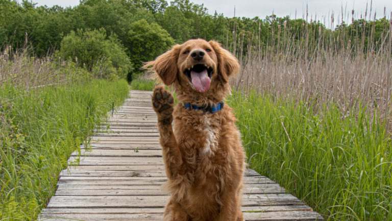 small dogs that like to hike