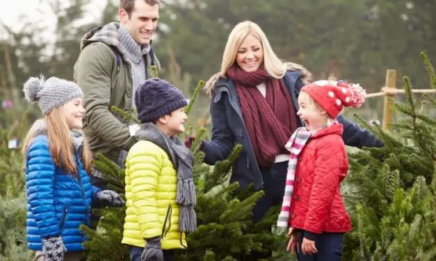 5 Boston Christmas Tree Farms – Cut Your Own Or Buy Fresh Cut Trees In 2021