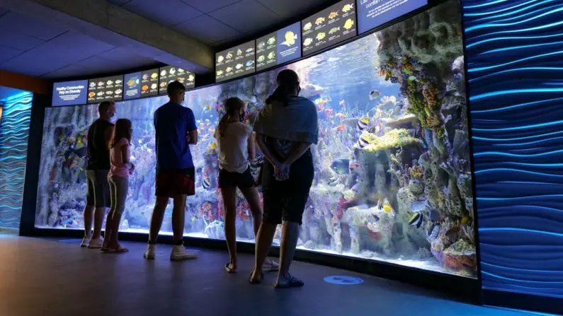 Coral Exhibit at New England Aquarium Boston