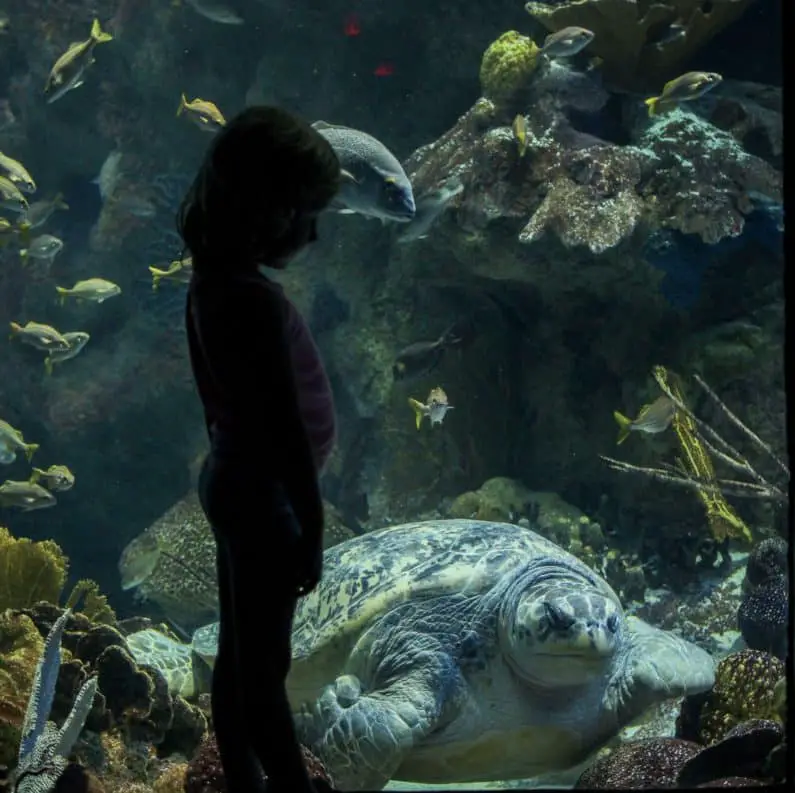 New England Aquarium Boston - Myrtle the Green Sea Turtle 