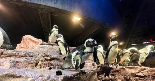Penguin Colony Under the Giant Tank at New England Aquarium Boston