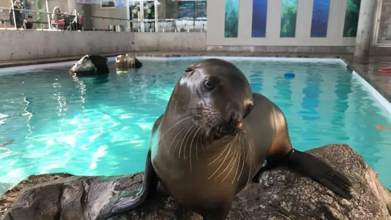 Seals at the Marine Mammal Center of New England Aquarium Boston