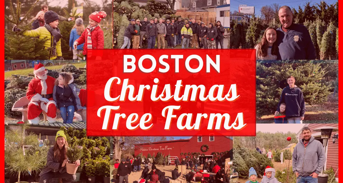 15 Boston Christmas Tree Farms – Cut Your Own Or Buy Fresh Cut Trees In 2022