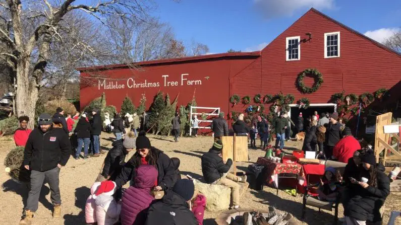 Christmas Trees Boston - Mistletoe Christmas Tree Farm